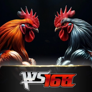 Ws168 Sabung - NEXTSLOT777